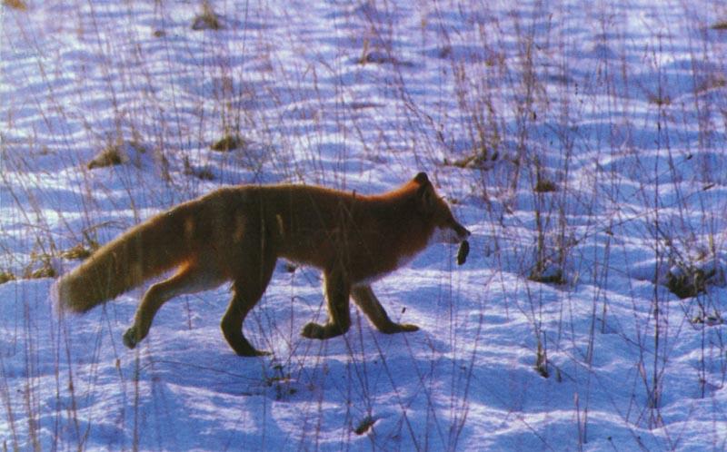 Red Fox (Vulpes vulpes){!--붉은여우-->; DISPLAY FULL IMAGE.
