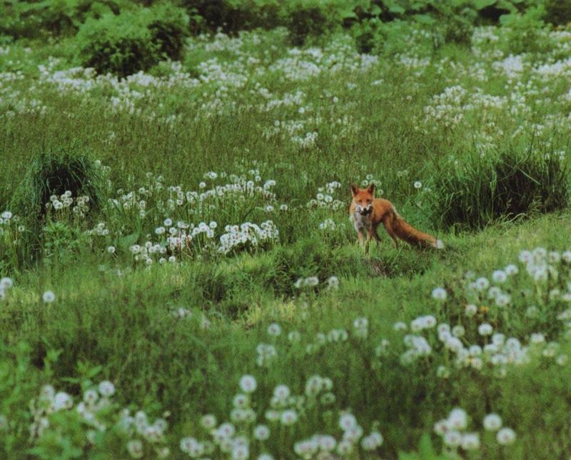 Red Fox (Vulpes vulpes){!--붉은여우-->; DISPLAY FULL IMAGE.