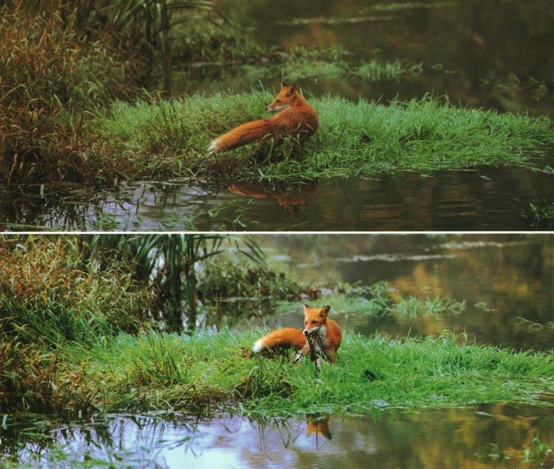 Red Fox (Vulpes vulpes){!--붉은여우-->; DISPLAY FULL IMAGE.