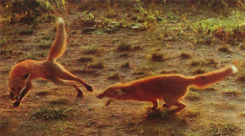 Red Foxes (Vulpes vulpes){!--붉은여우-->; DISPLAY FULL IMAGE.