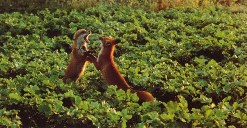 Red Foxes (Vulpes vulpes){!--붉은여우--> fight; DISPLAY FULL IMAGE.