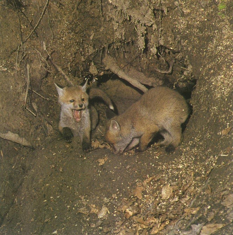 Red Foxes (Vulpes vulpes){!--붉은여우--> pups; DISPLAY FULL IMAGE.