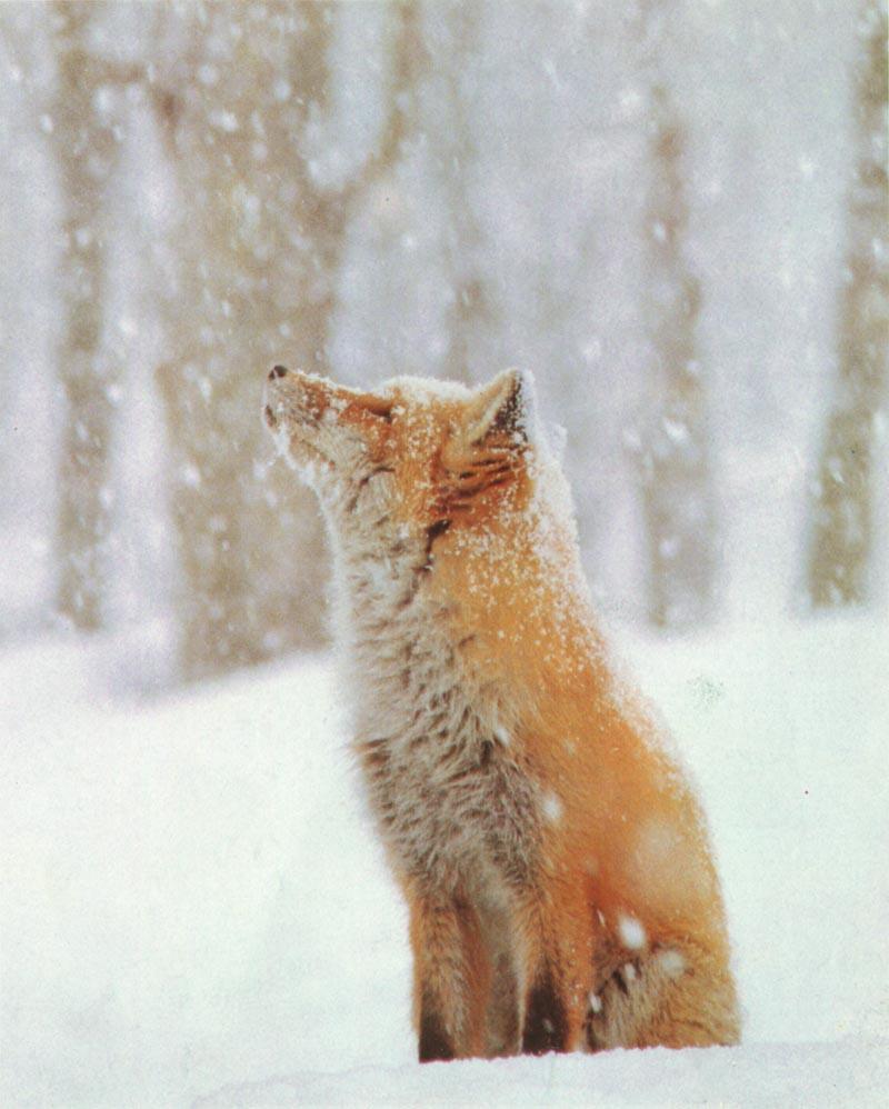 Red Fox (Vulpes vulpes){!--붉은여우-->; DISPLAY FULL IMAGE.