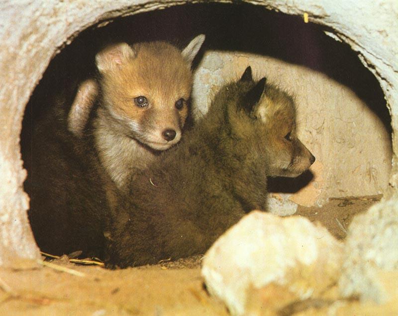 Red Foxes (Vulpes vulpes){!--붉은여우--> pups; DISPLAY FULL IMAGE.