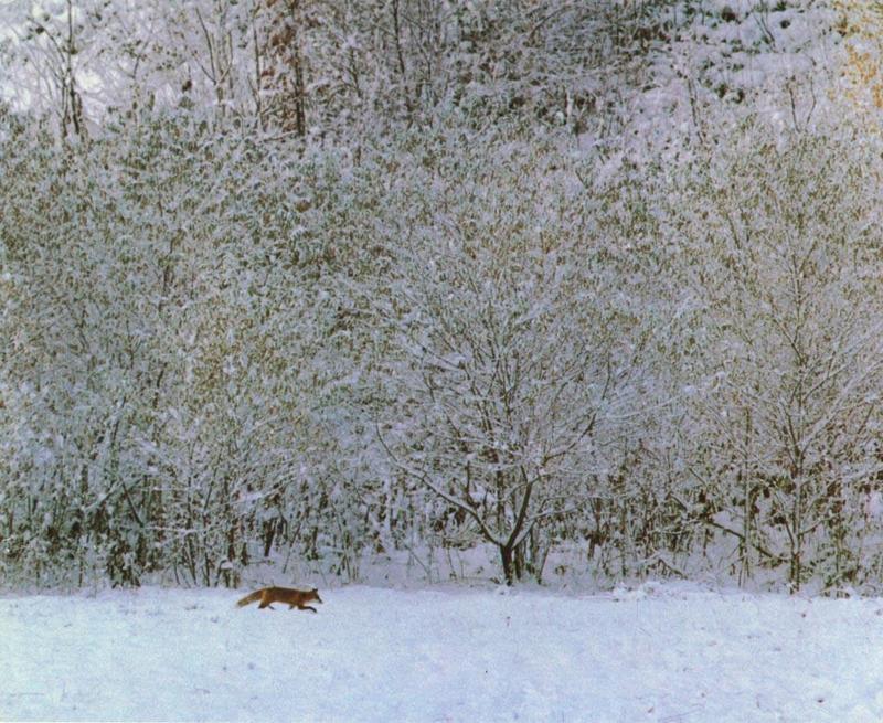 Red Fox (Vulpes vulpes){!--붉은여우-->; DISPLAY FULL IMAGE.