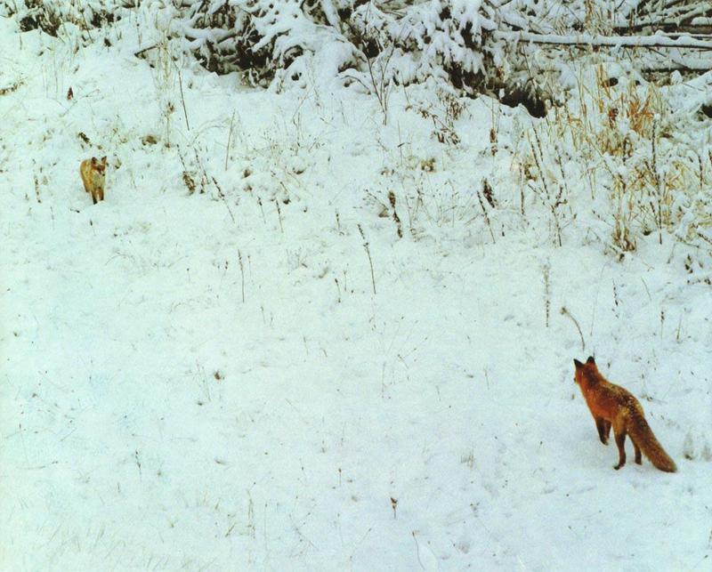 Red Fox (Vulpes vulpes){!--붉은여우-->; DISPLAY FULL IMAGE.
