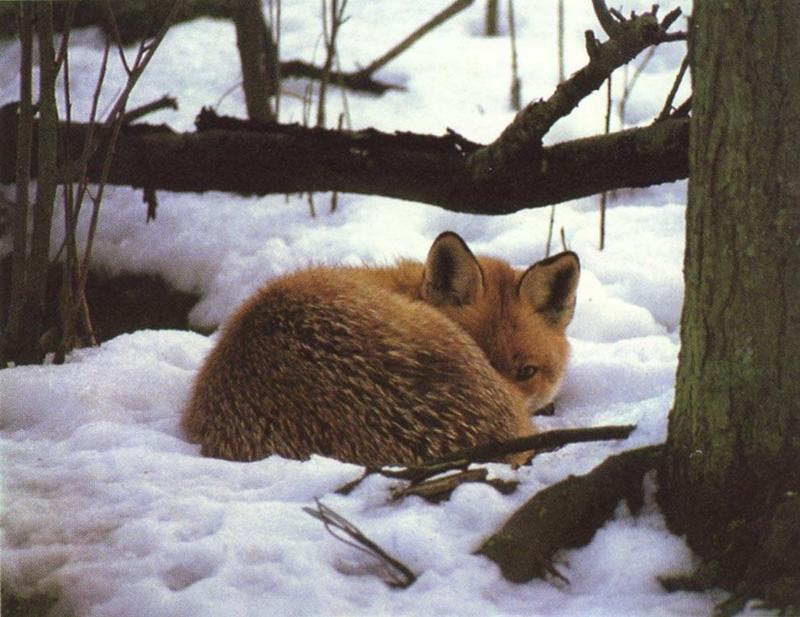 Red Fox (Vulpes vulpes){!--붉은여우-->; DISPLAY FULL IMAGE.