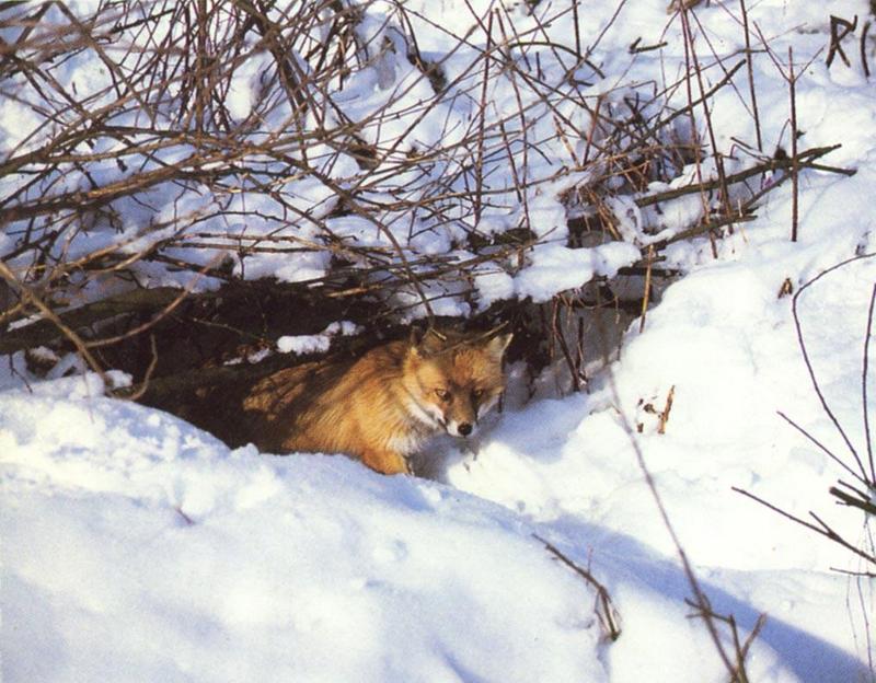 Red Fox (Vulpes vulpes){!--붉은여우-->; DISPLAY FULL IMAGE.
