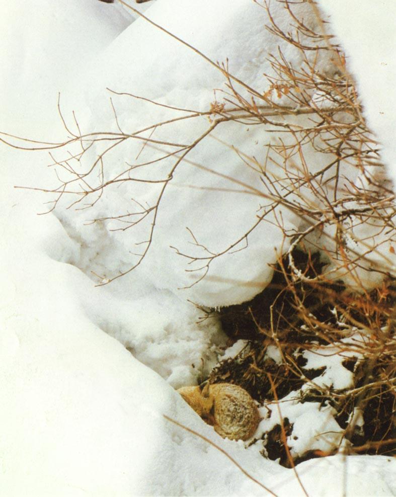Red Fox (Vulpes vulpes){!--붉은여우-->; DISPLAY FULL IMAGE.
