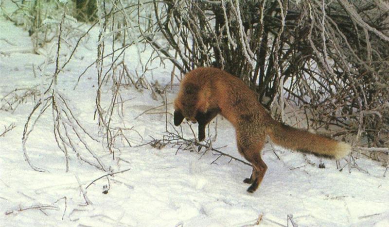 Red Fox (Vulpes vulpes){!--붉은여우-->; DISPLAY FULL IMAGE.