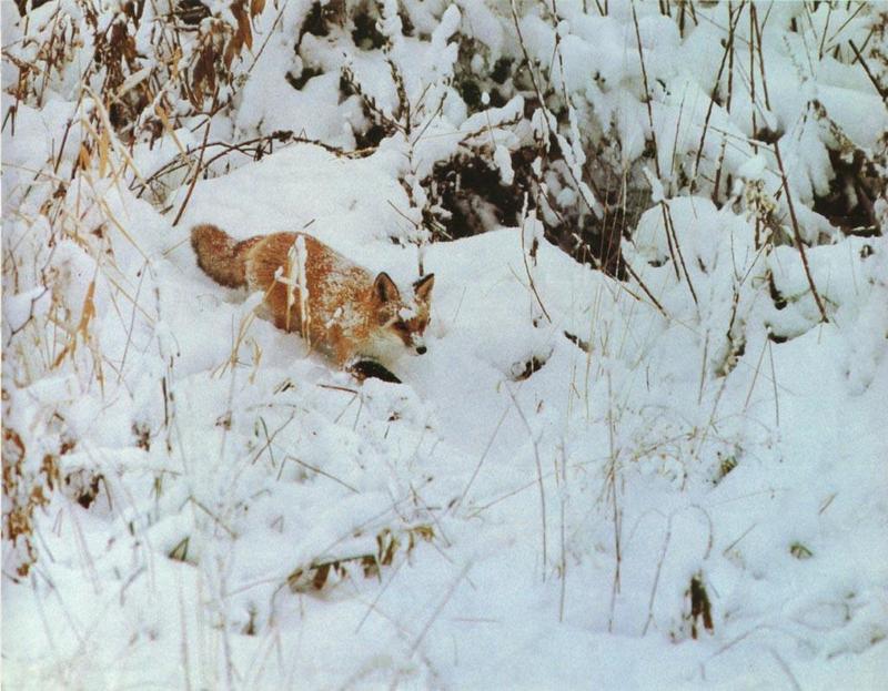 Red Fox (Vulpes vulpes){!--붉은여우-->; DISPLAY FULL IMAGE.