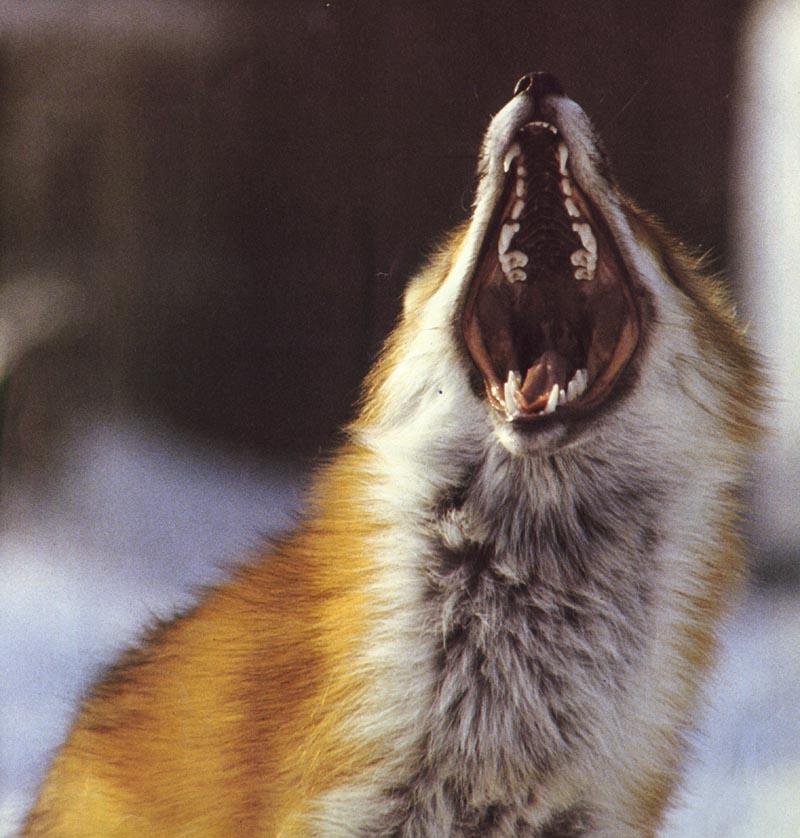 Red Fox (Vulpes vulpes){!--붉은여우--> big yawn; DISPLAY FULL IMAGE.