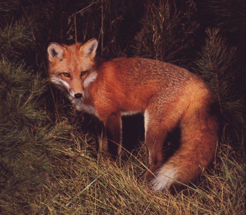 Red Fox (Vulpes vulpes){!--붉은여우-->; DISPLAY FULL IMAGE.