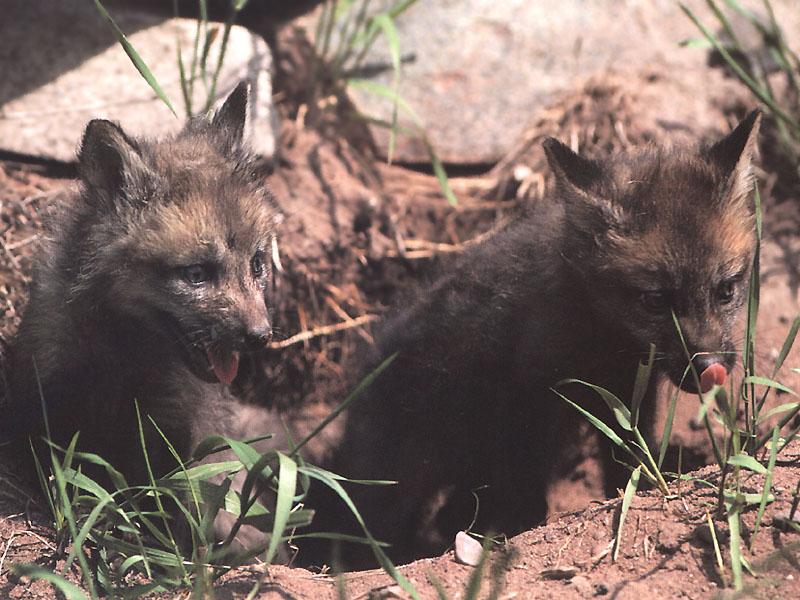 Red Fox (Vulpes vulpes){!--붉은여우--> pups; DISPLAY FULL IMAGE.