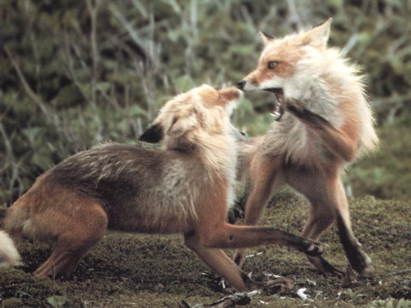 Red Foxes (Vulpes vulpes){!--붉은여우--> fighting; DISPLAY FULL IMAGE.