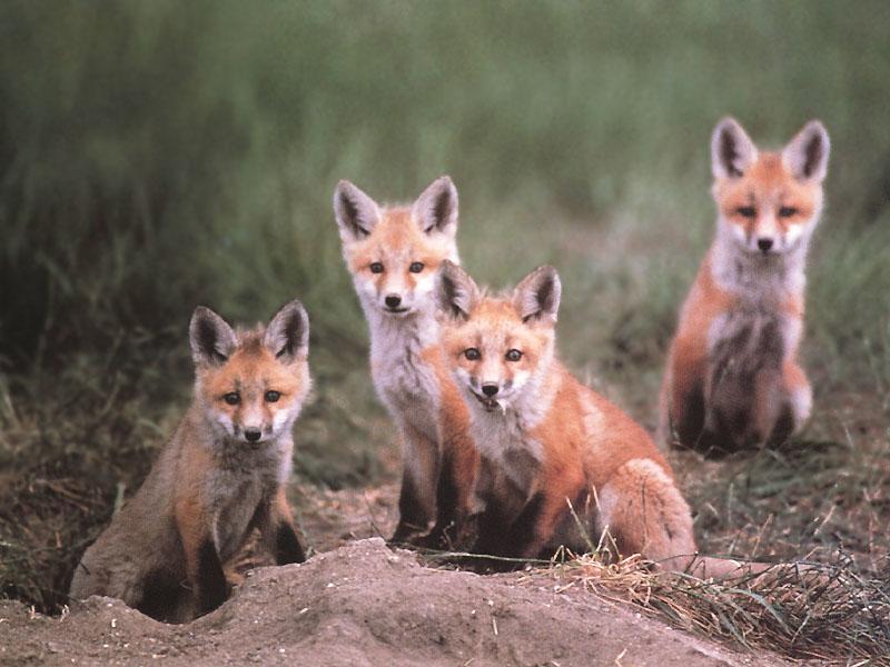 Red Fox (Vulpes vulpes){!--붉은여우--> pups; DISPLAY FULL IMAGE.