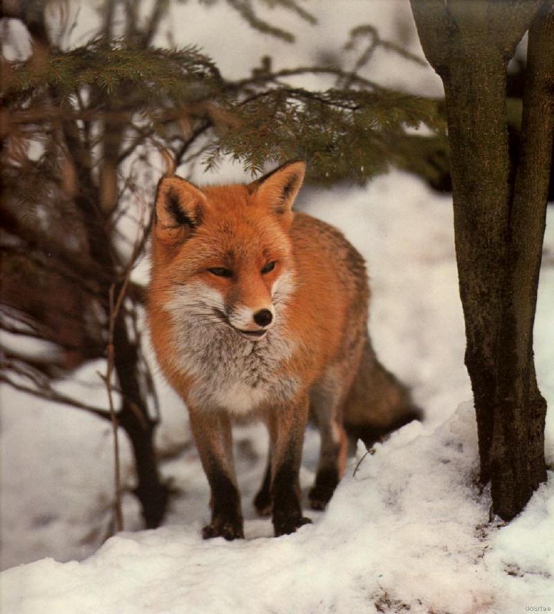 Red Fox (Vulpes vulpes){!--붉은여우-->; DISPLAY FULL IMAGE.
