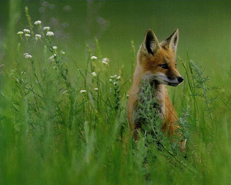Red Fox (Vulpes vulpes){!--붉은여우-->; DISPLAY FULL IMAGE.