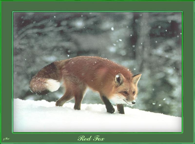 Red Fox (Vulpes vulpes){!--붉은여우-->; DISPLAY FULL IMAGE.