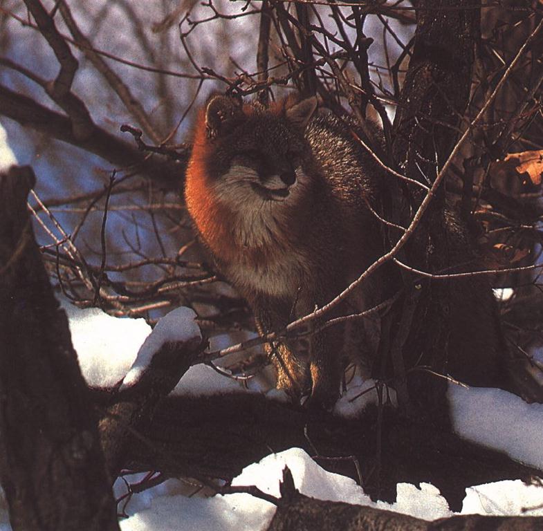 Red Fox (Vulpes vulpes){!--붉은여우-->; DISPLAY FULL IMAGE.