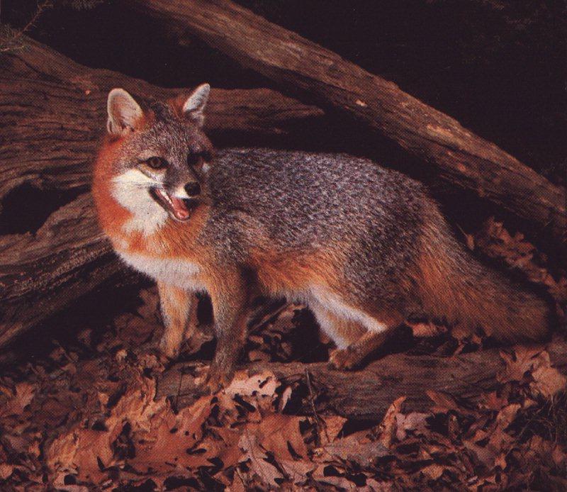 Gray Fox (Urocyon cinereoargenteus) {!--회색여우-->; DISPLAY FULL IMAGE.