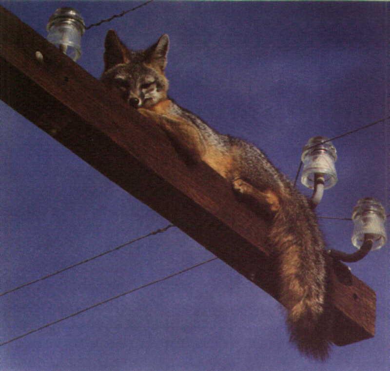 Gray Fox (Urocyon cinereoargenteus) {!--회색여우-->; DISPLAY FULL IMAGE.