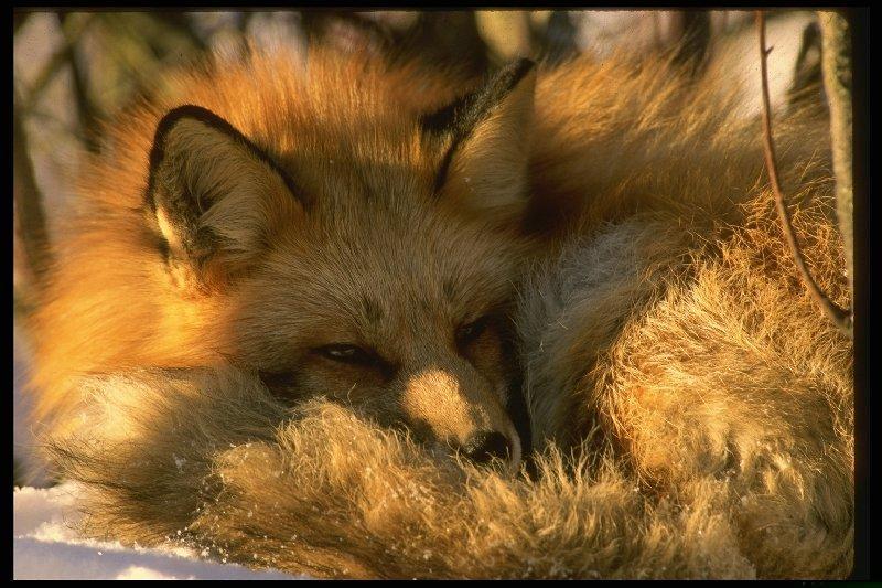 Red Fox (Vulpes vulpes){!--붉은여우-->; DISPLAY FULL IMAGE.