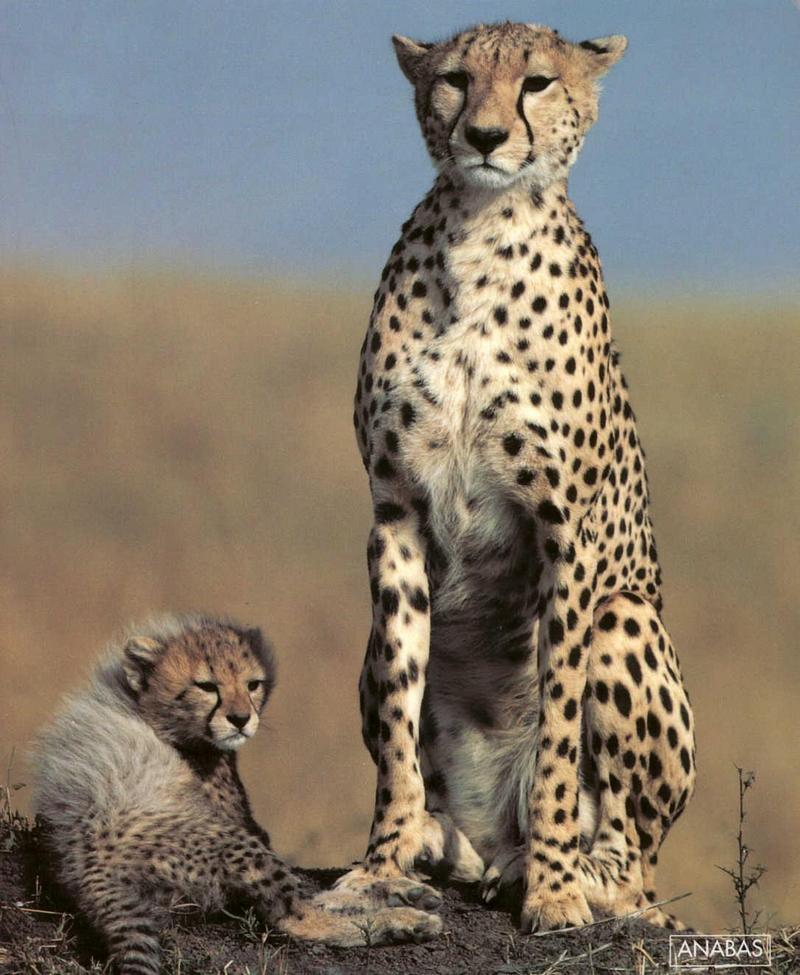 Cheetah (Acinonyx jubatus){!--치타--> mother and cub; DISPLAY FULL IMAGE.