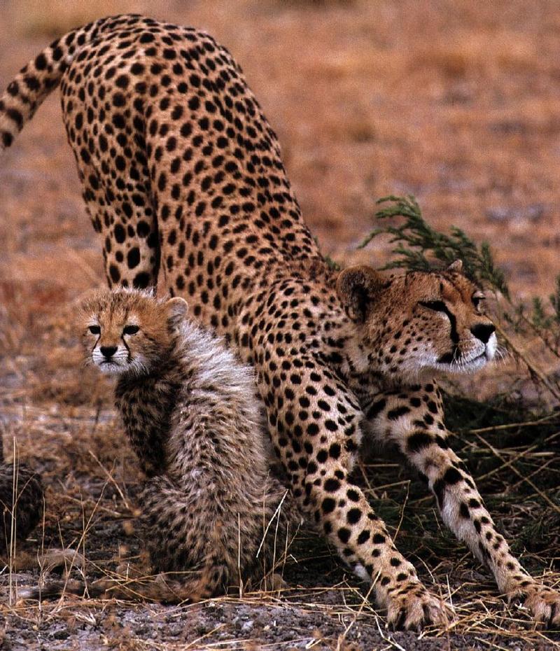 Cheetah (Acinonyx jubatus){!--치타--> rumping mom and kitten; DISPLAY FULL IMAGE.