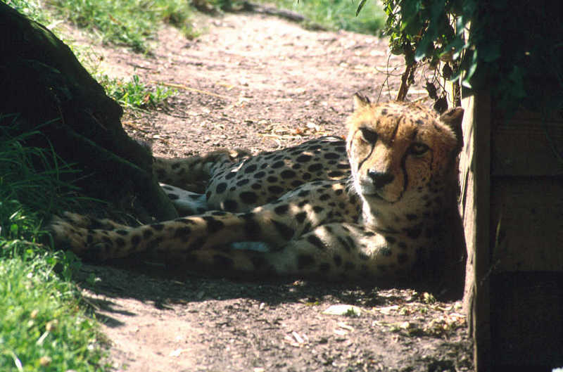 Cheetah (Acinonyx jubatus){!--치타--> resting; DISPLAY FULL IMAGE.