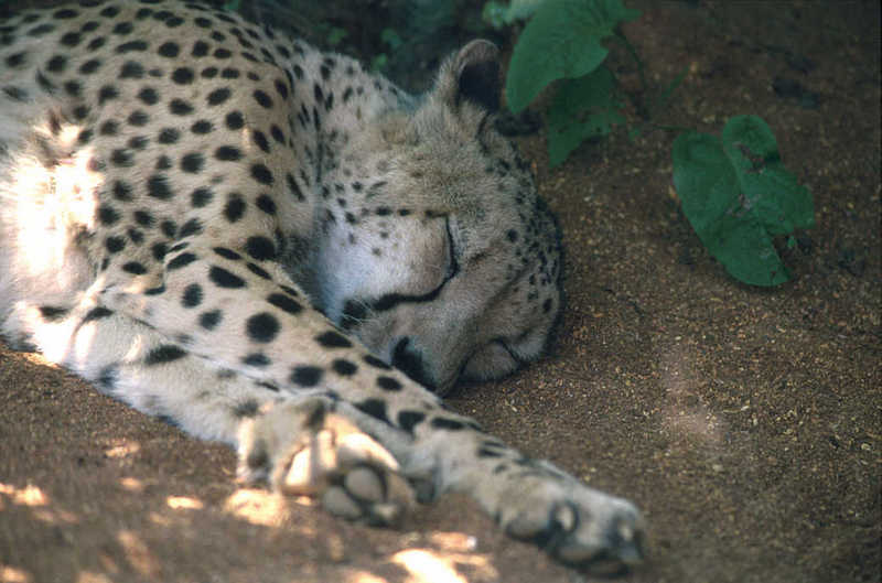 Cheetah (Acinonyx jubatus){!--치타--> resting - Colchester Zoo; DISPLAY FULL IMAGE.