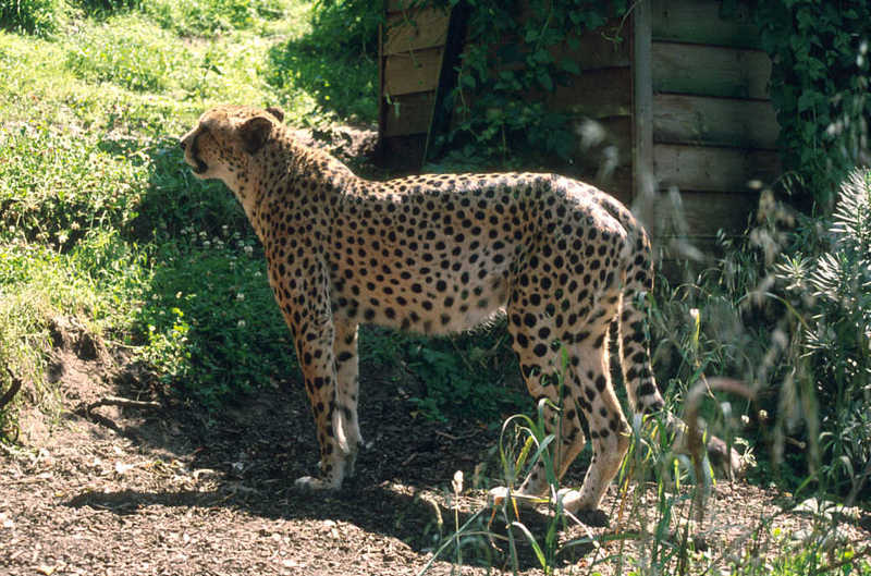 Cheetah (Acinonyx jubatus){!--치타--> - Colchester Zoo; DISPLAY FULL IMAGE.