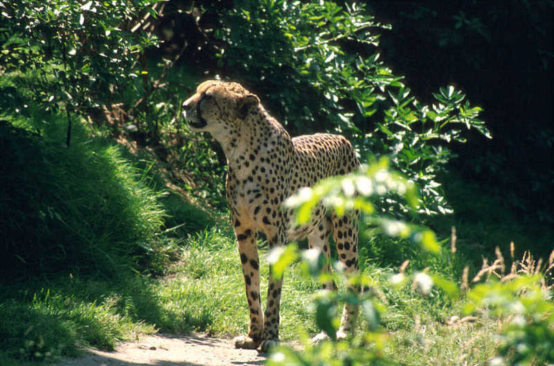 Cheetah (Acinonyx jubatus){!--치타--> - Colchester Zoo; DISPLAY FULL IMAGE.