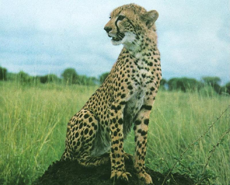 Cheetah (Acinonyx jubatus){!--치타-->; DISPLAY FULL IMAGE.