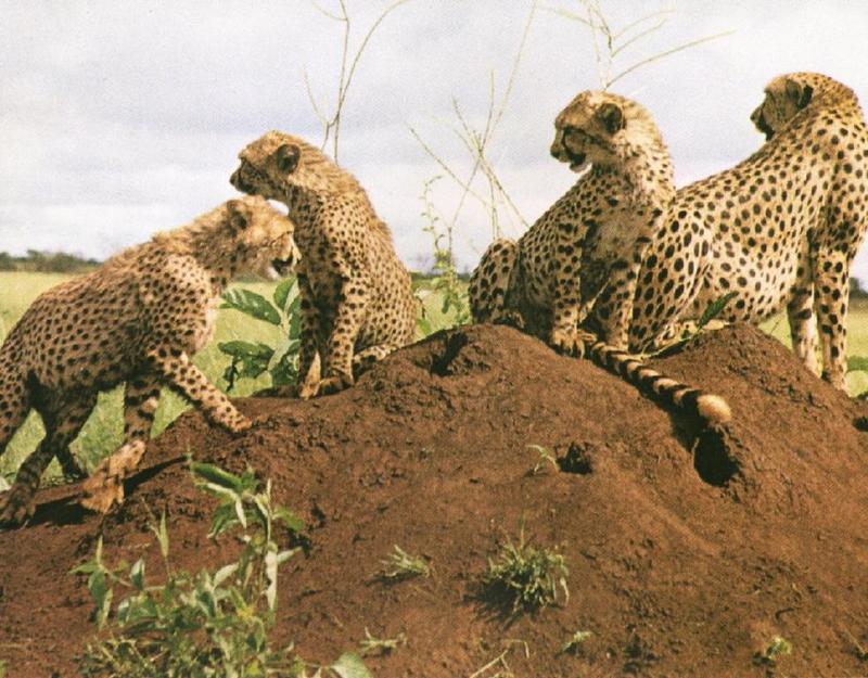 Cheetahs (Acinonyx jubatus){!--치타--> on termite mound; DISPLAY FULL IMAGE.