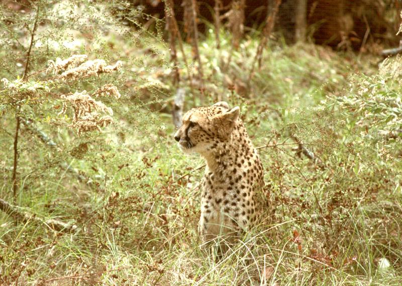 Cheetah (Acinonyx jubatus){!--치타-->; DISPLAY FULL IMAGE.