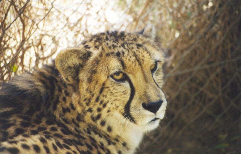 Cheetah (Acinonyx jubatus){!--치타-->; DISPLAY FULL IMAGE.