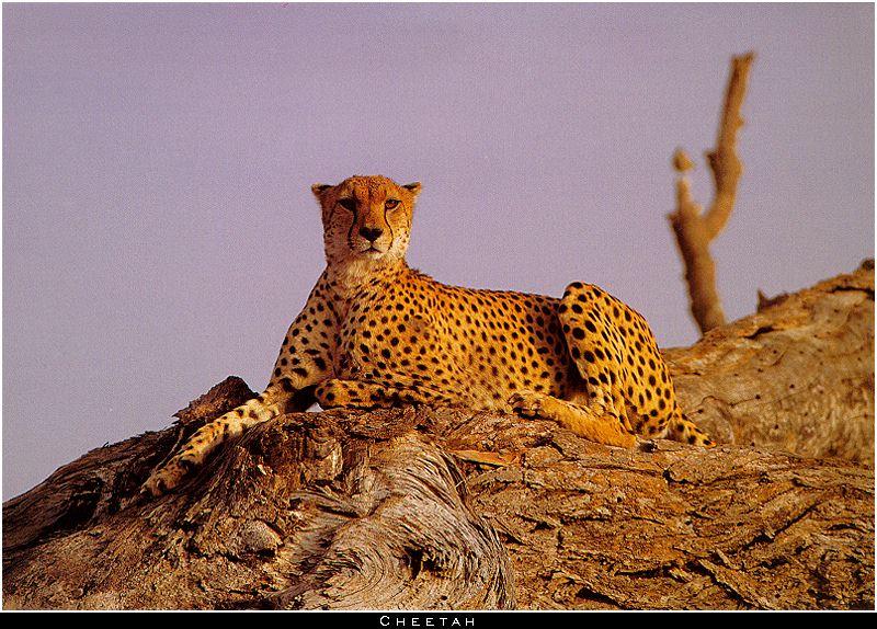 Cheetah (Acinonyx jubatus){!--치타-->; DISPLAY FULL IMAGE.