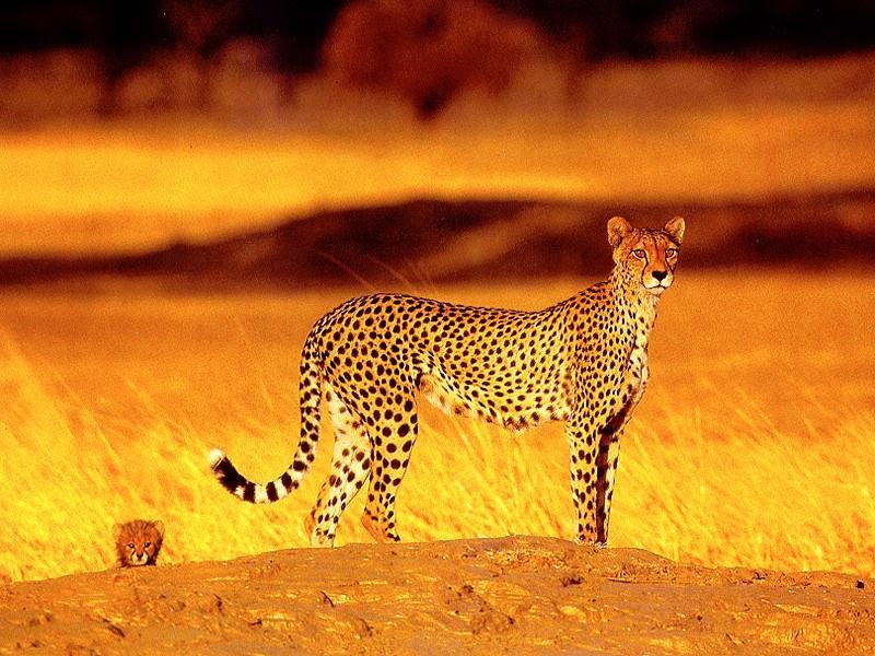 Cheetah (Acinonyx jubatus){!--치타--> mother and cub; DISPLAY FULL IMAGE.