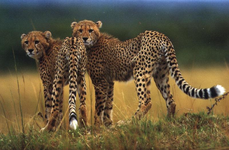 Cheetah (Acinonyx jubatus){!--치타-->; DISPLAY FULL IMAGE.