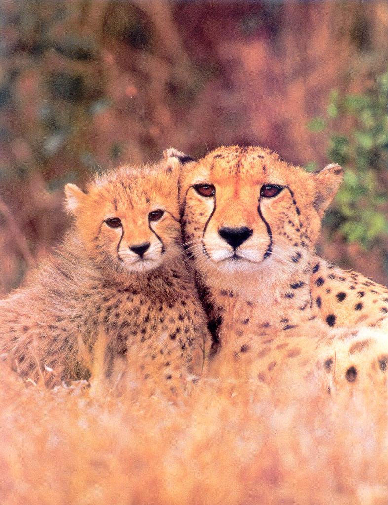 Cheetah (Acinonyx jubatus){!--치타--> mother and cub; DISPLAY FULL IMAGE.