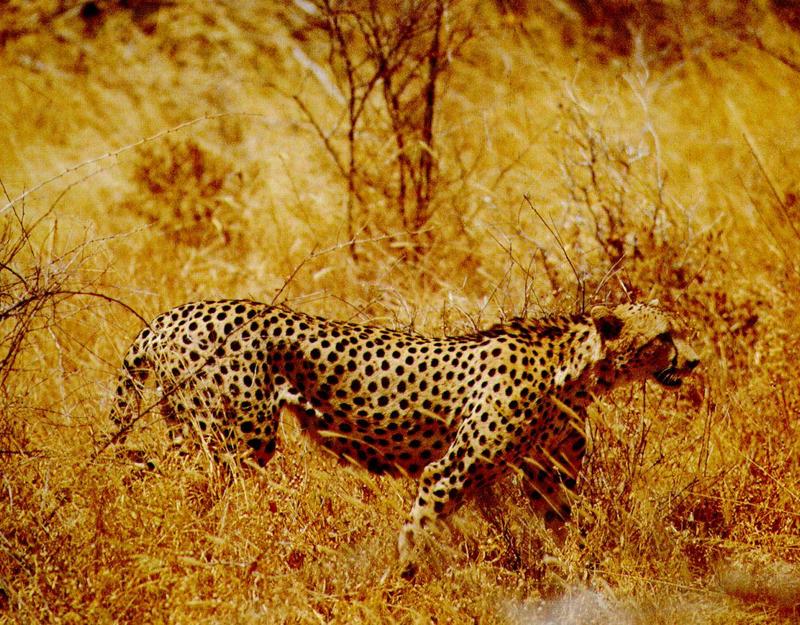 Cheetah (Acinonyx jubatus){!--치타-->; DISPLAY FULL IMAGE.