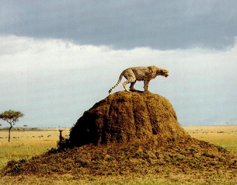 Cheetah (Acinonyx jubatus){!--치타--> on termite mound; DISPLAY FULL IMAGE.