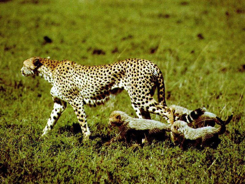 Cheetah (Acinonyx jubatus){!--치타--> mother and cubs; DISPLAY FULL IMAGE.