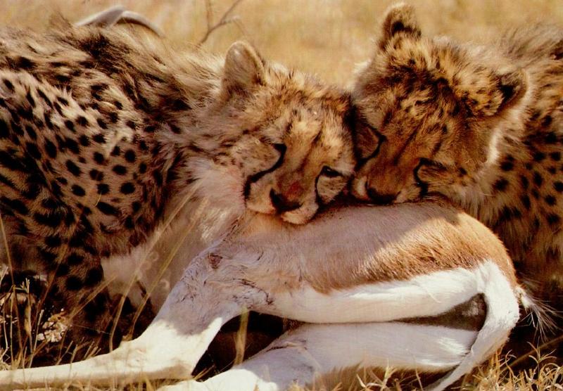 Cheetah (Acinonyx jubatus){!--치타--> juveniles munching on the haunch of a young springbok; DISPLAY FULL IMAGE.
