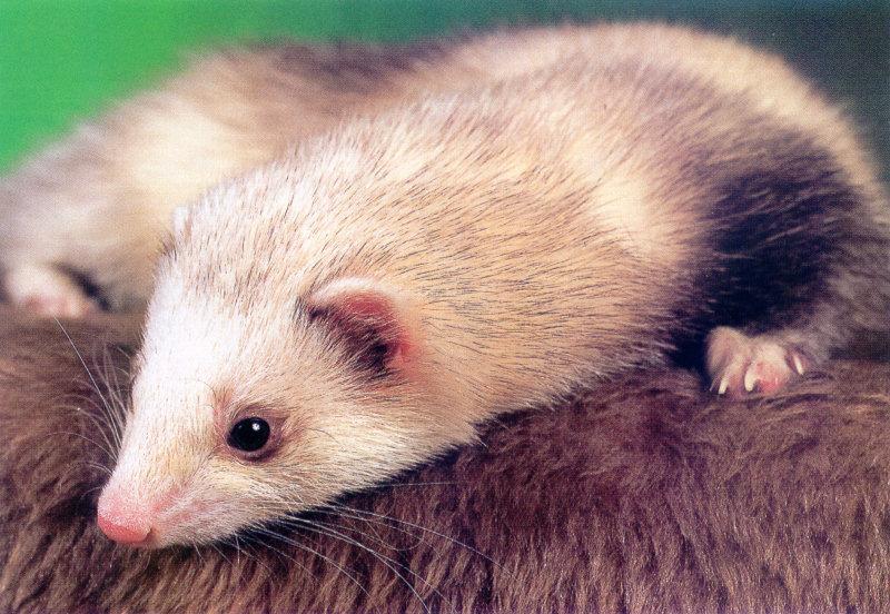 Domestic Ferret (Mustela putorius furo) {!--집족제비, 페렛--> kit face; DISPLAY FULL IMAGE.