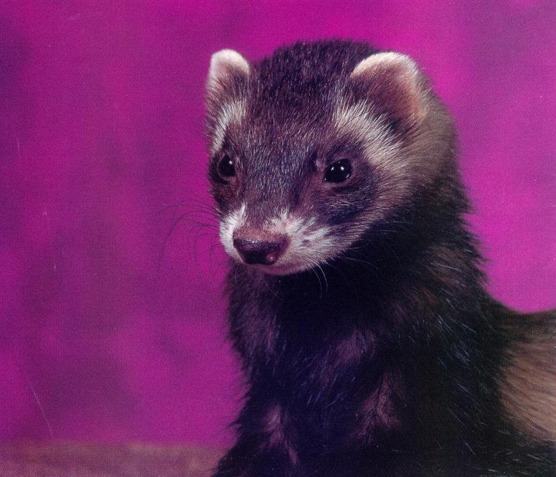 Domestic Ferret (Mustela putorius furo) {!--집족제비, 페렛--> face; DISPLAY FULL IMAGE.