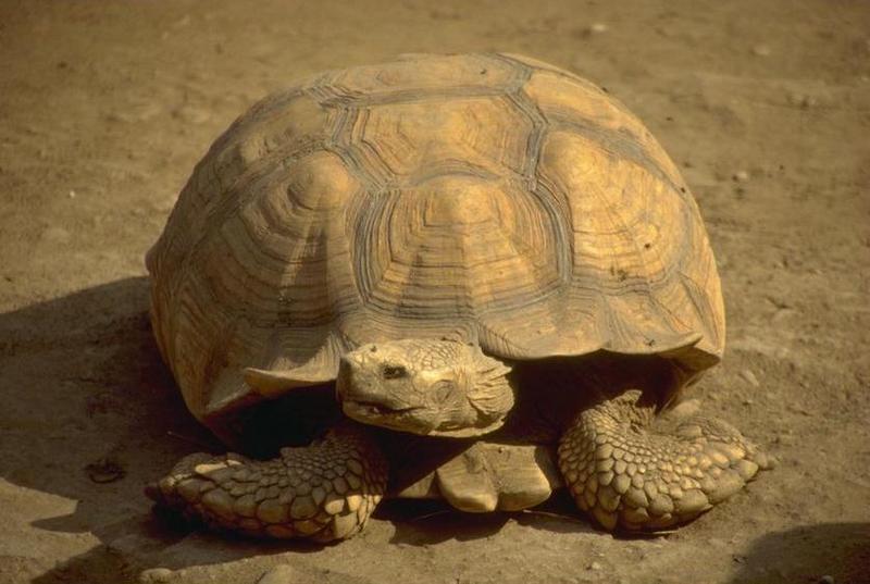 Tortoise {!--육지거북-->; DISPLAY FULL IMAGE.