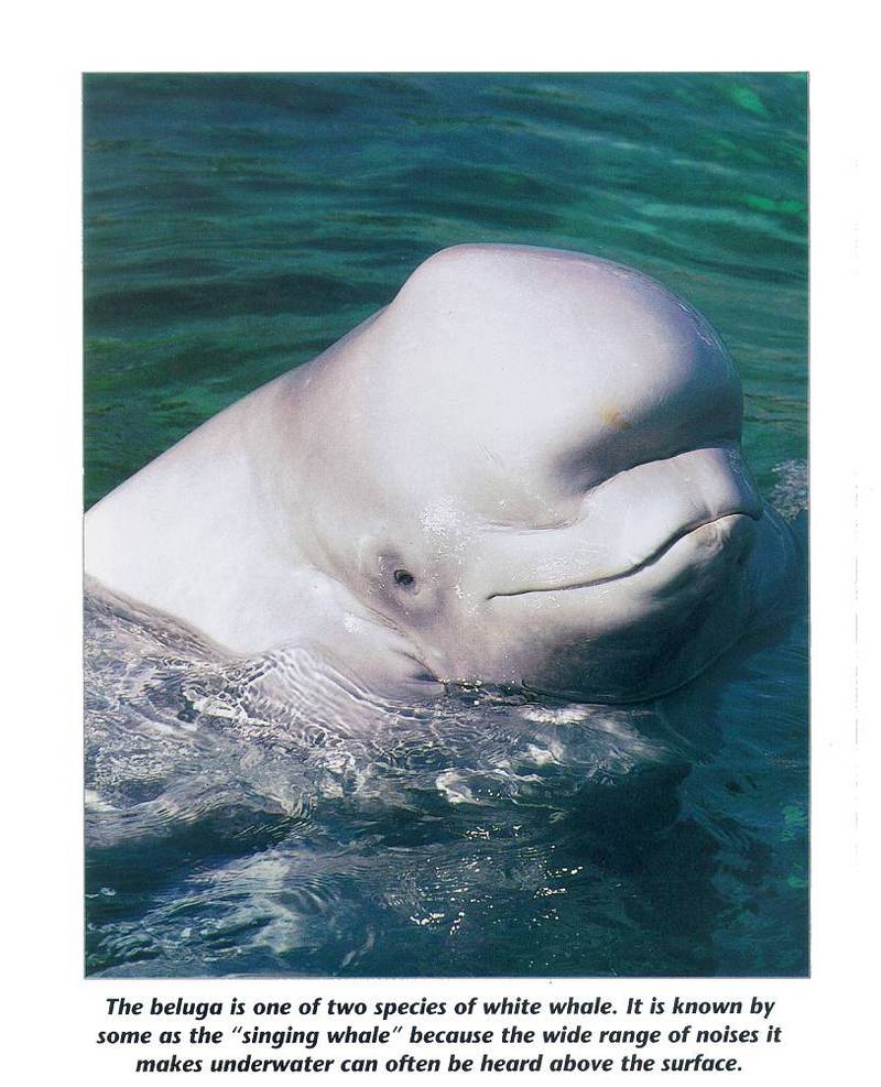 Beluga (Delphinapterus leucas) {!--흰고래, white whale-->; DISPLAY FULL IMAGE.