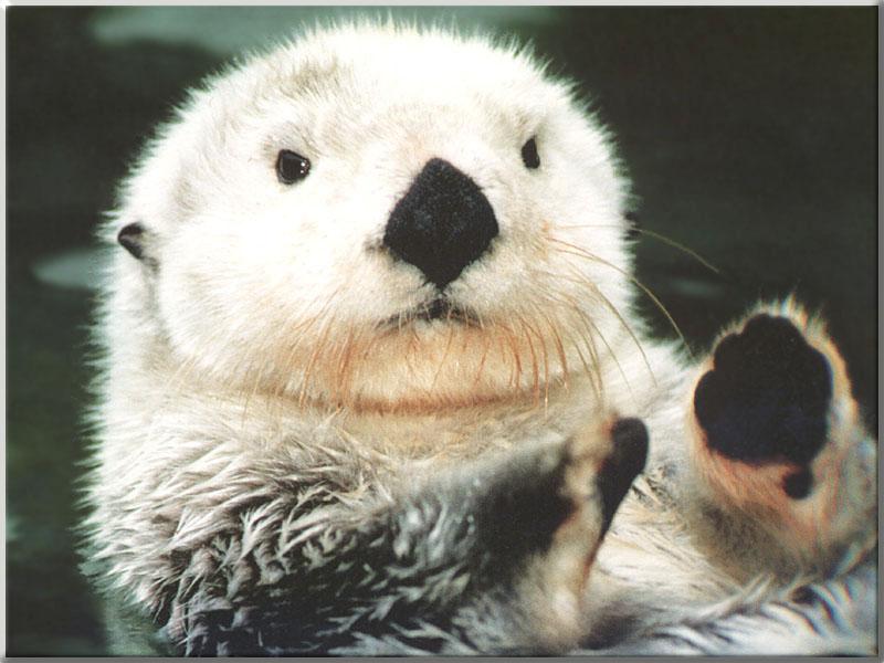 Sea Otter (Enhydra lutris){!--해달/바다수달--> white face; DISPLAY FULL IMAGE.